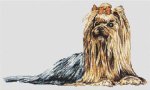 (image for) Yorkie Laying